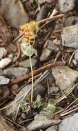 Image of sulphur-flower buckwheat