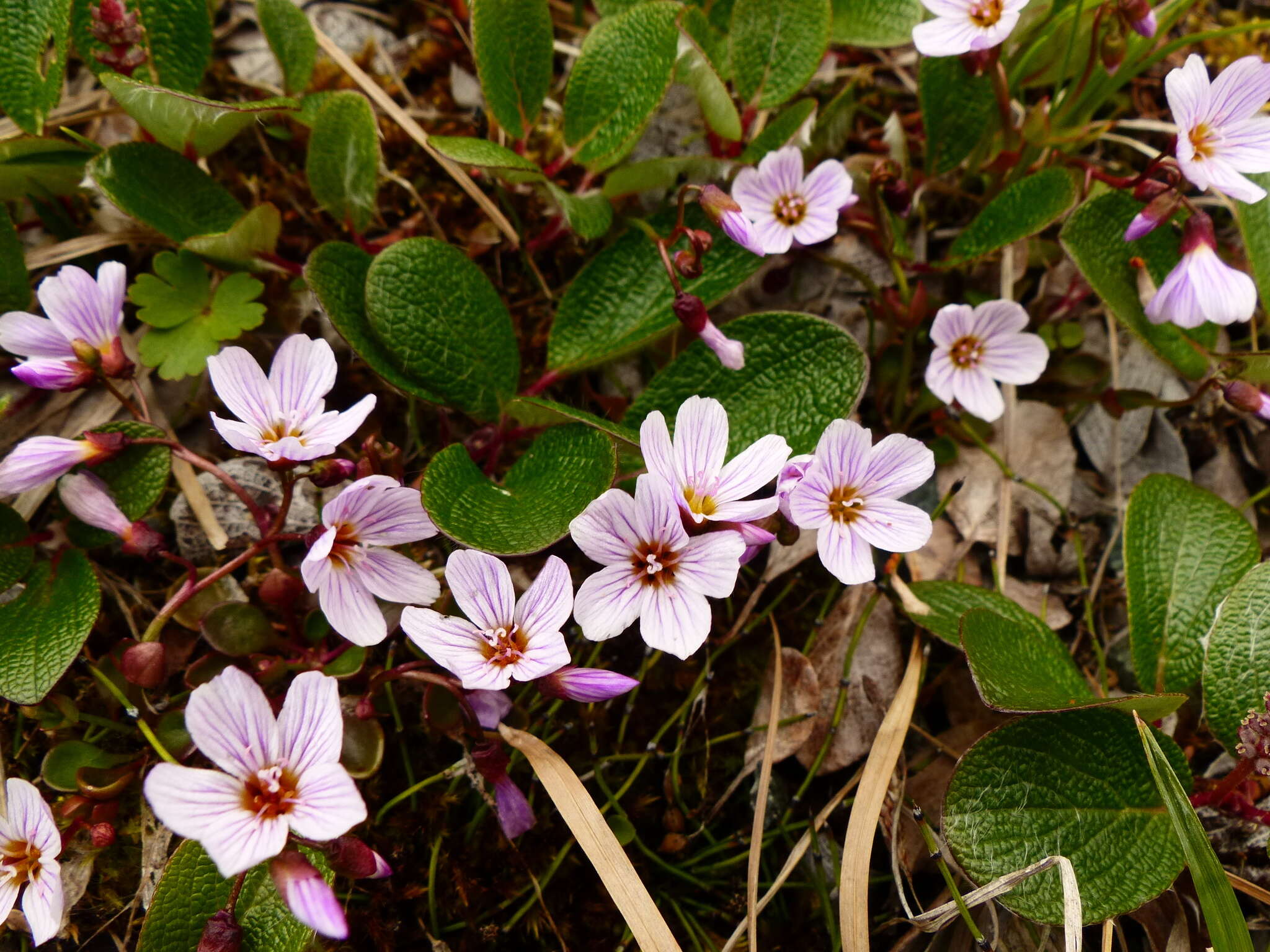 Claytonia sarmentosa C. A. Mey. resmi