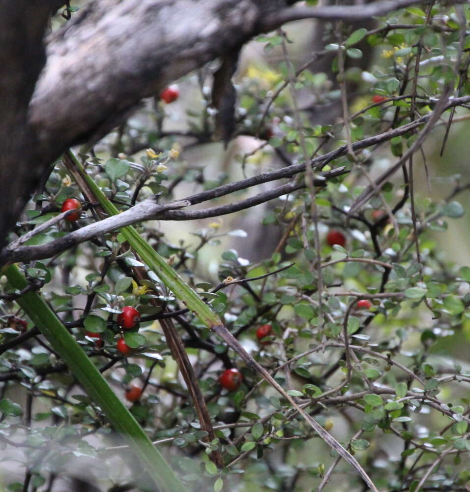 Image of Corokia