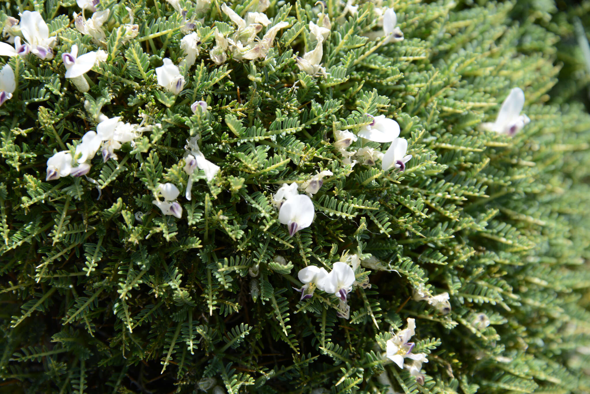 Image of Astragalus angustifolius Lam.