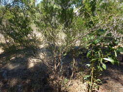 Image of wedge-leaf hopbush