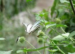 Image of Protographium epidaus (Doubleday 1846)