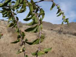 Image of Buffalo-thorn