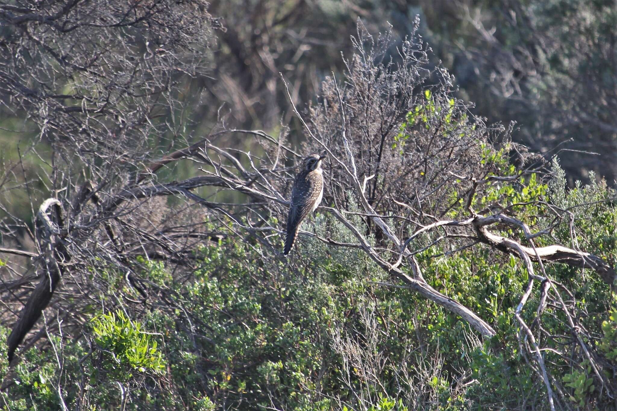 Image of Pallid Cuckoo