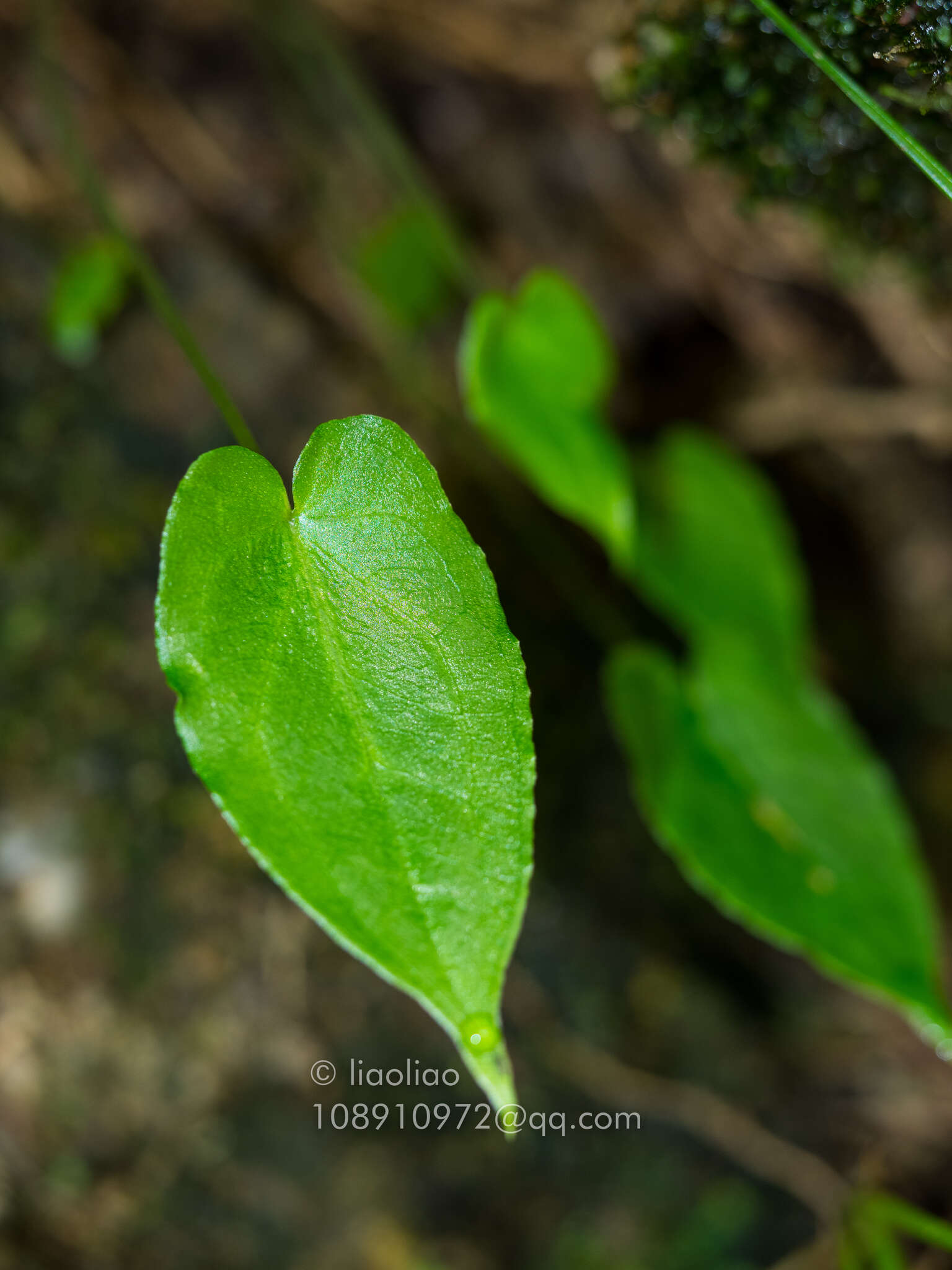 Image of Pinellia cordata N. E. Br.