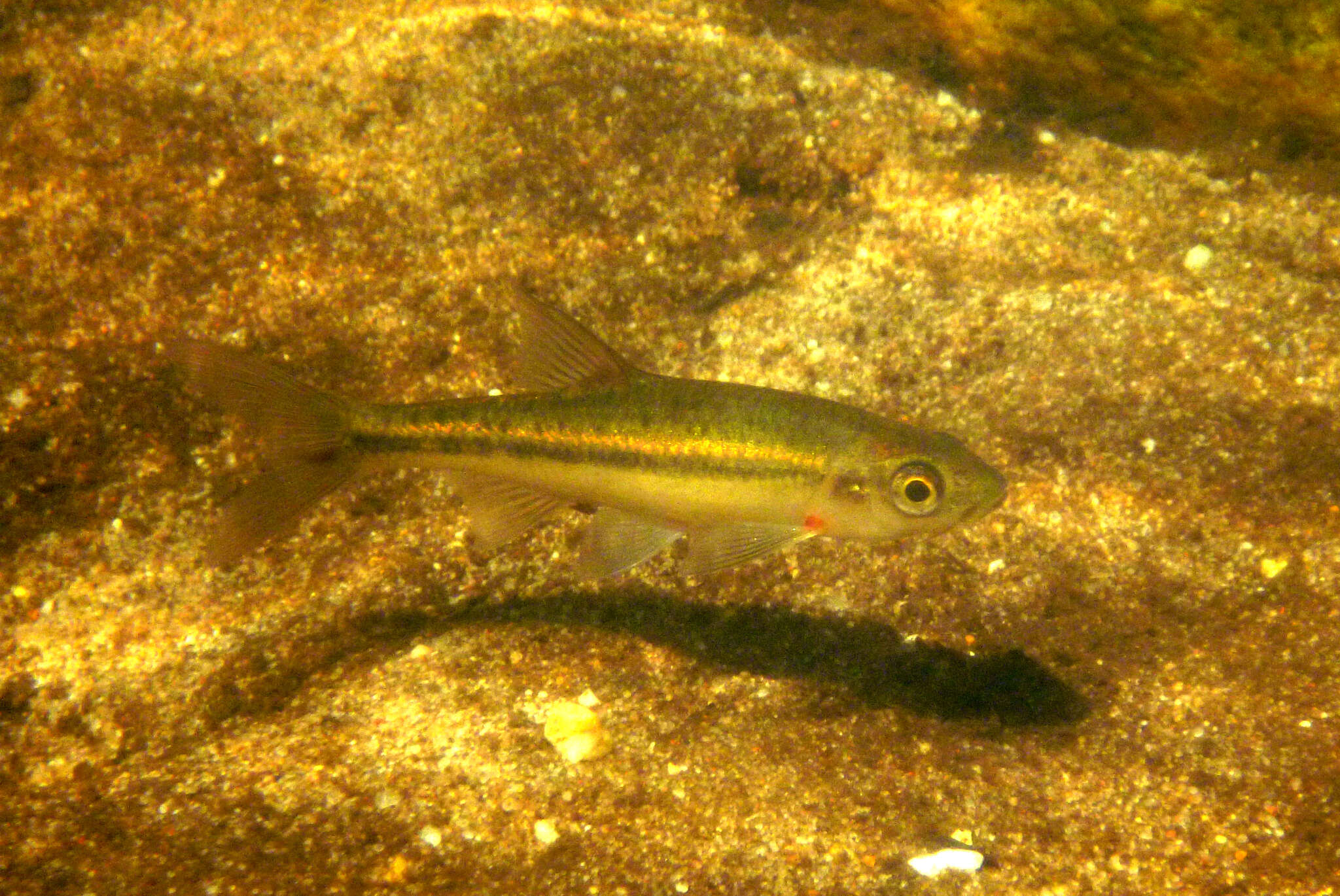 Image of Clanwilliam Redfin