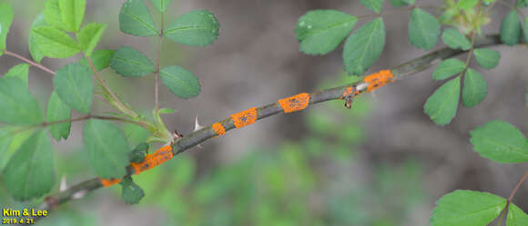 Plancia ëd Rubus pungens Cambess. ex Jacq.