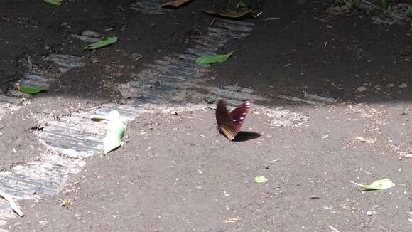 Euploea nemertes Hübner 1806 resmi