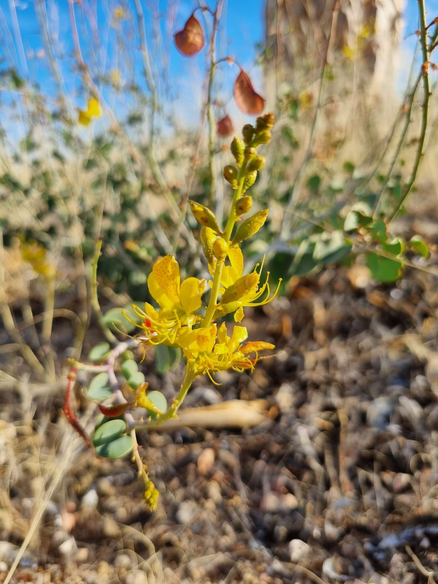 Sivun Adenolobus pechuelii (Kuntze) Torre & Hillc. kuva