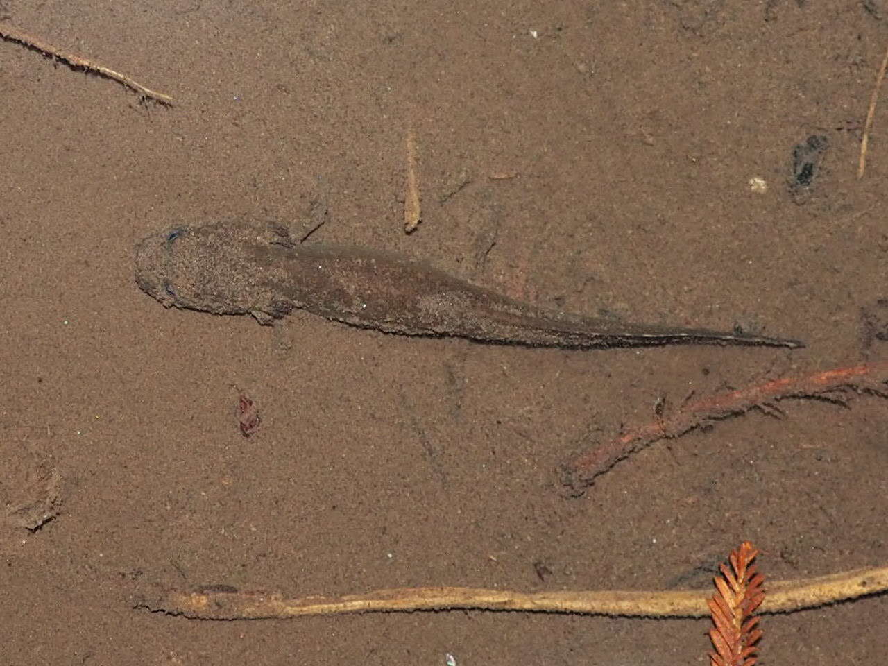 Image of California Giant Salamander