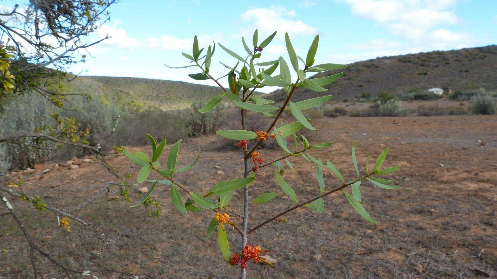 Moquiniella rubra (Spreng. fil.) Balle的圖片