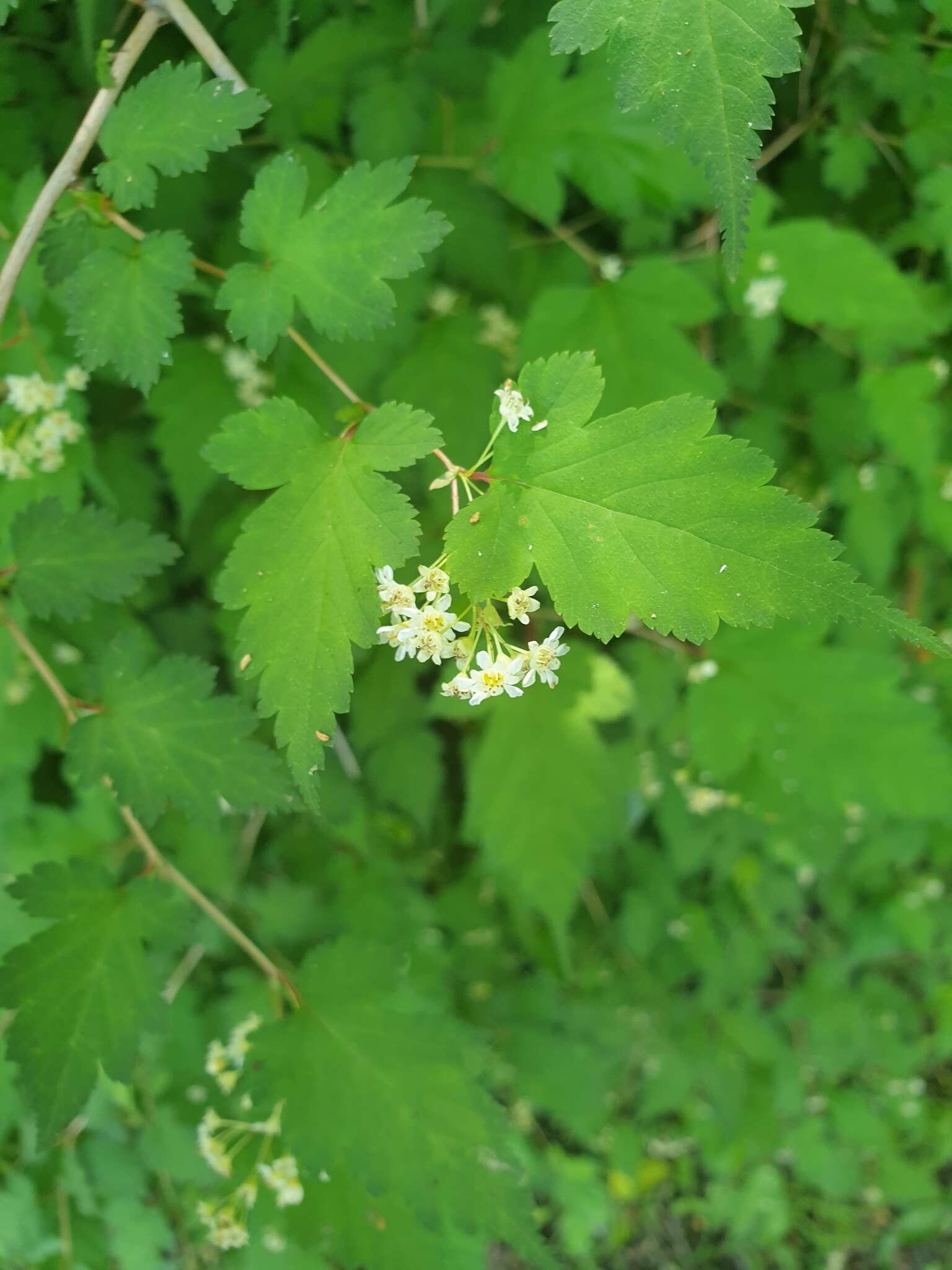 Neillia incisa (Thunb.) S. H. Oh的圖片