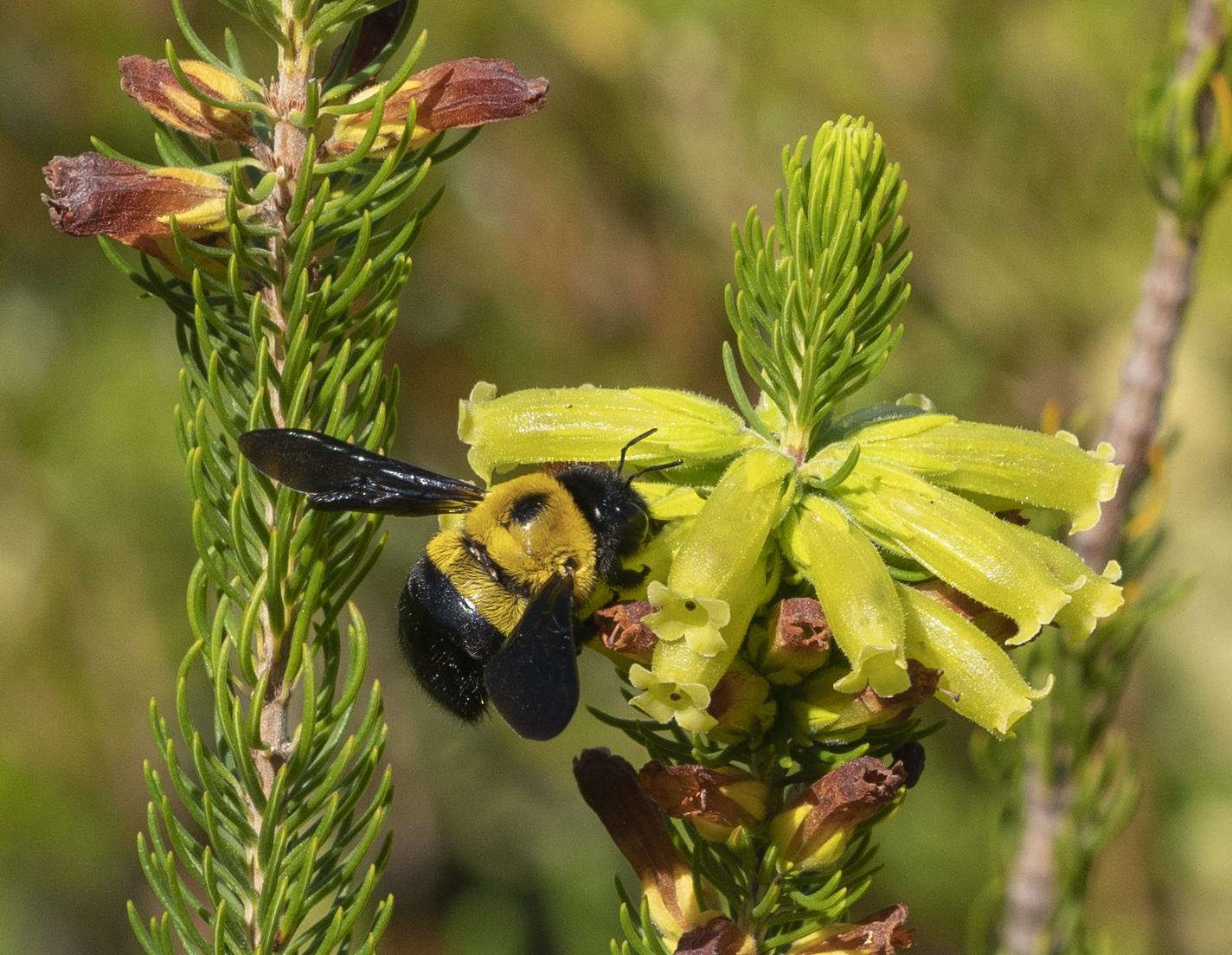 Plancia ëd Xylocopa watmoughi Eardley 1983