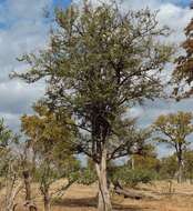 Image of Crocodile-bark jackal-berry