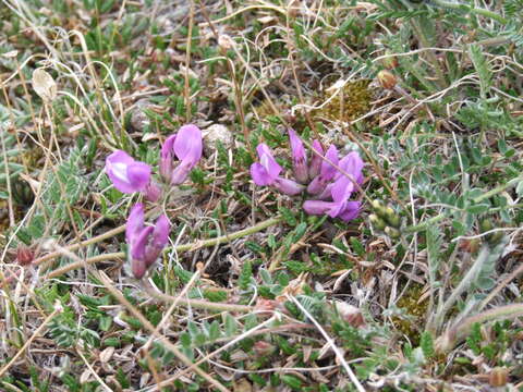 Image of Oxytropis arctica subsp. taimyrensis