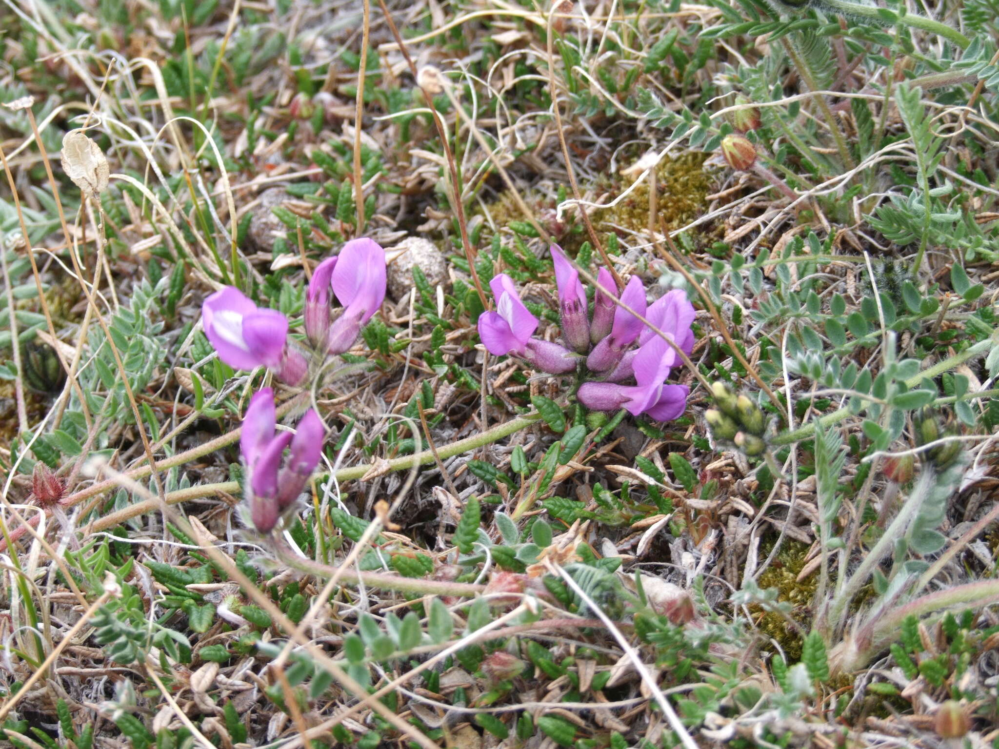 Image of Oxytropis arctica subsp. taimyrensis