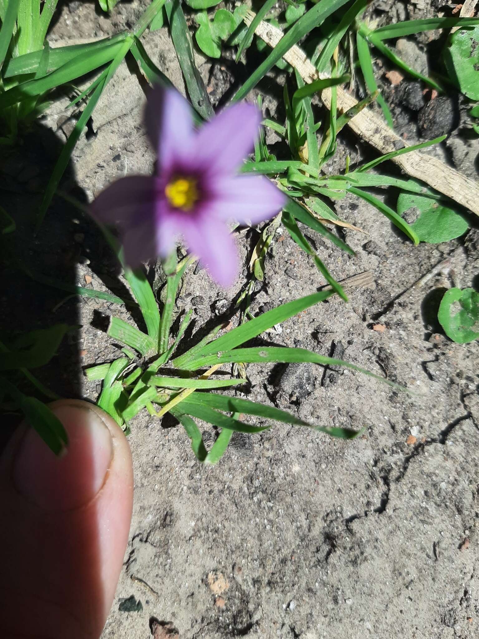 Image of swordleaf blue-eyed grass