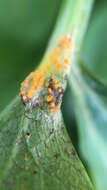 Imagem de Puccinia smyrnii Biv. 1816