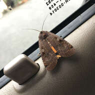 Image of Large Yellow Underwing