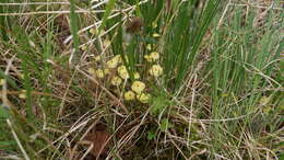 Image of yellow moosedung moss