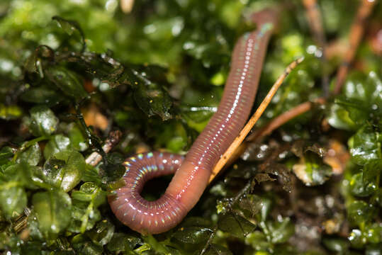 Image of red earthworm