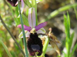 Слика од <i>Ophrys <i>bertolonii</i></i> subsp. bertolonii