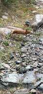 Image of Turkestan Red Pika