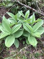 صورة Veratrum californicum var. caudatum (A. Heller) C. L. Hitchc.