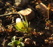 Image de Gratiola ebracteata Benth. ex A. DC.