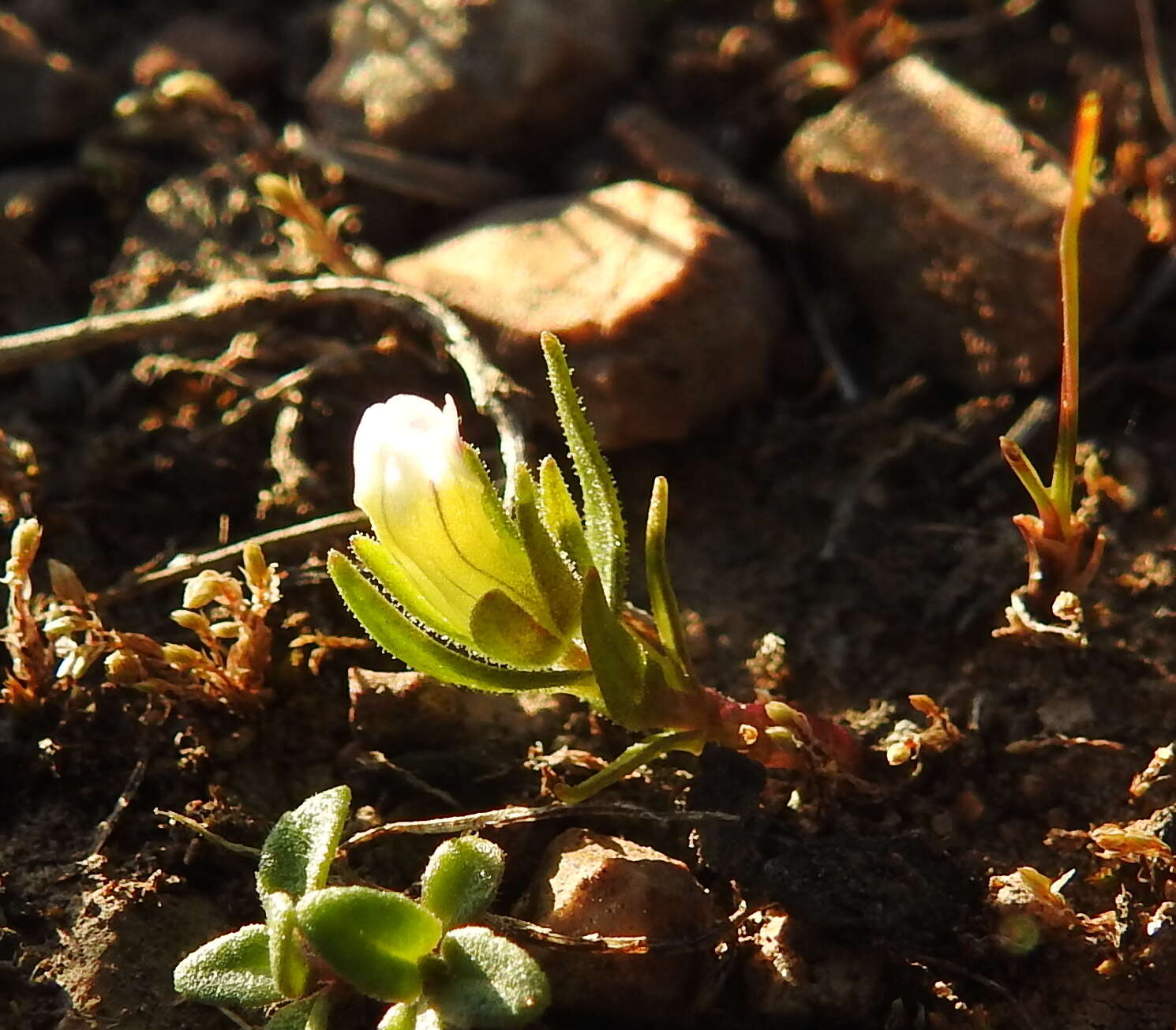 Image de Gratiola ebracteata Benth. ex A. DC.