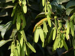 Image of Ventilago madraspatana Gaertn.