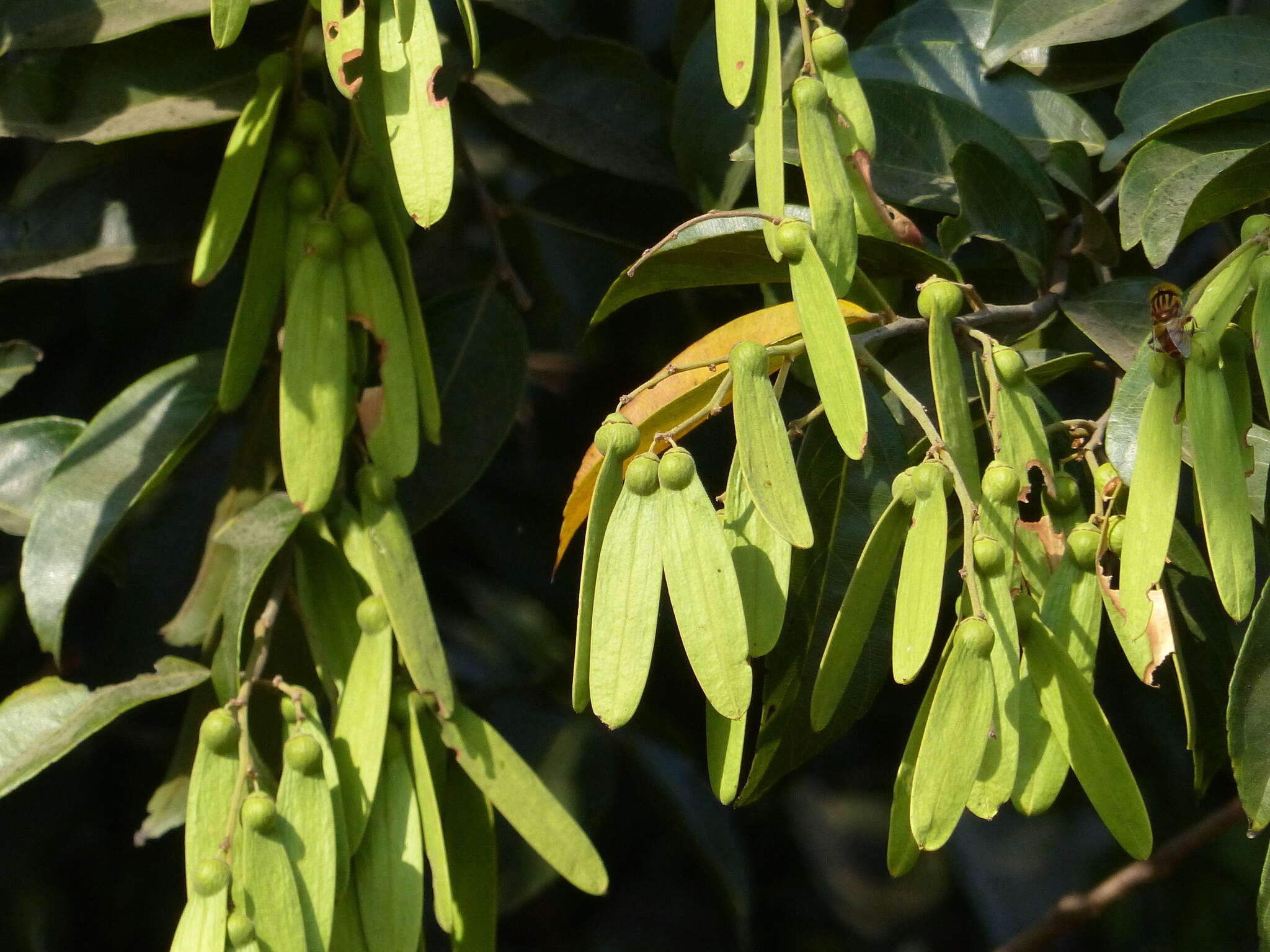 Image of Ventilago madraspatana Gaertn.