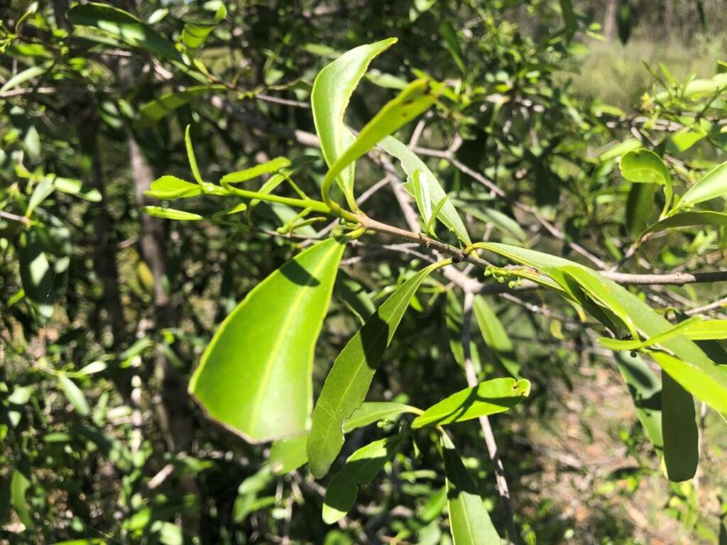 Image of Elaeodendron australe var. angustifolium Benth.