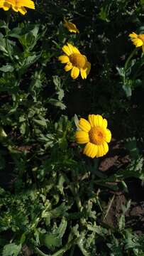 Image of corndaisy