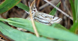 Image of Chestnut-marked Pondweed Moth