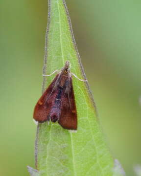 Image of Pyrausta obfuscata Scopoli