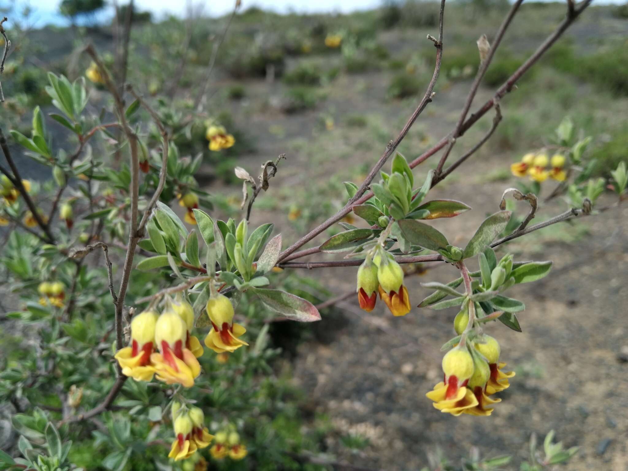 Plancia ëd Hermannia gracilis Eckl. & Zeyh.