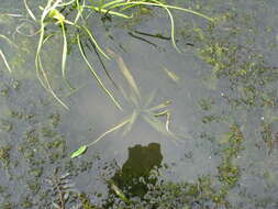 Image of Narrowleaf Water-plantain