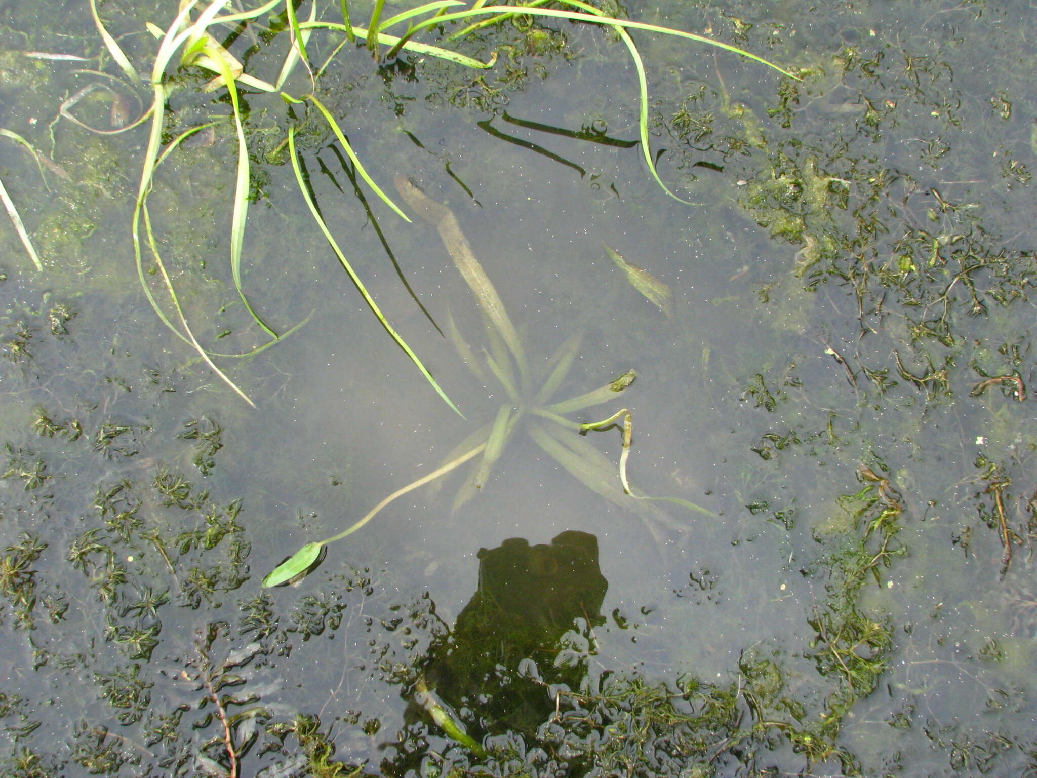 Image of Narrowleaf Water-plantain