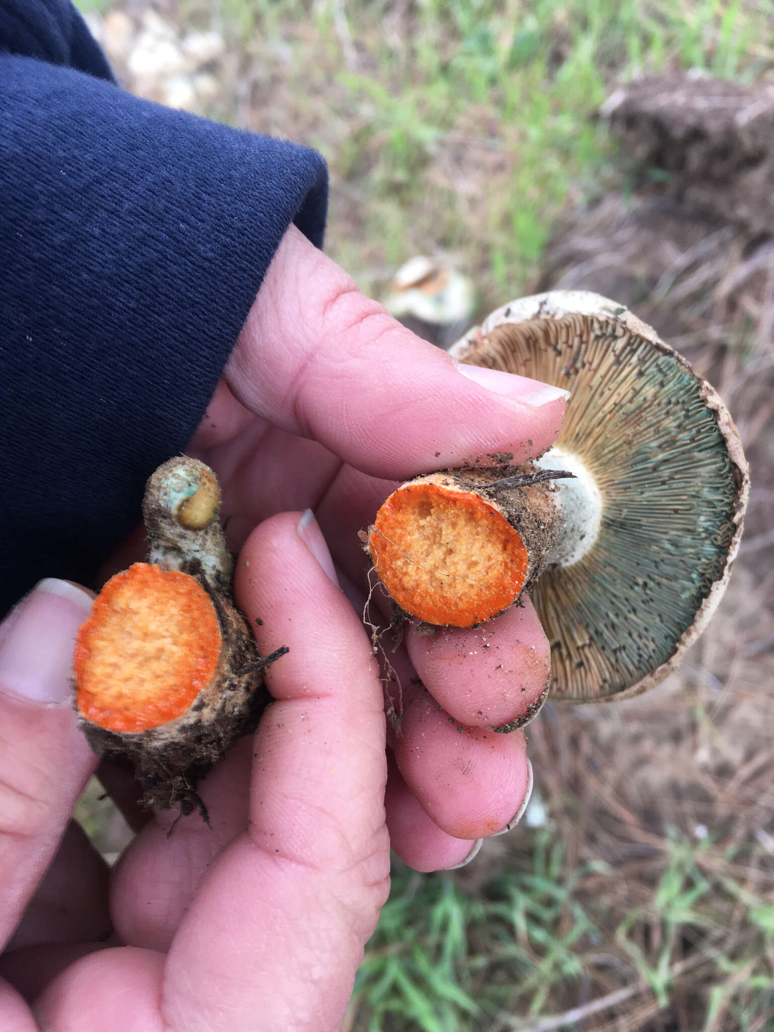 Image of Lactarius deliciosus (L.) Gray