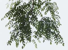 Image of Amblygonocarpus