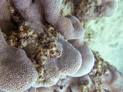 Image of leaf coral