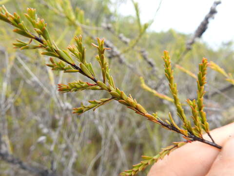 Sivun Leptospermum liversidgei R. T. Baker & H. G. Smith kuva