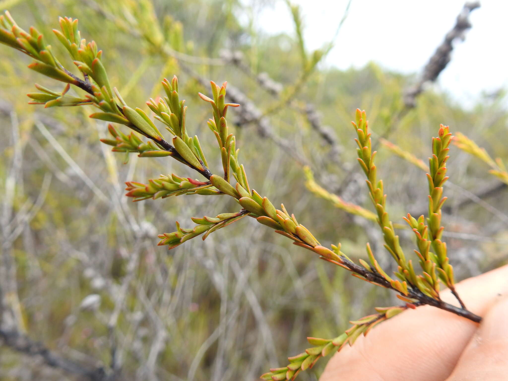 Sivun Leptospermum liversidgei R. T. Baker & H. G. Smith kuva