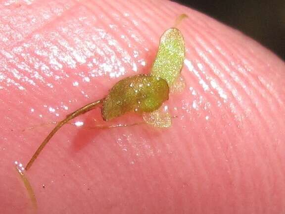 Image of valdivia duckweed