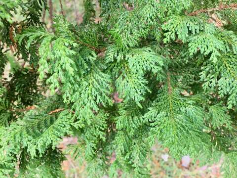 Image of Sawara Cypress