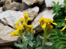 Image of Musinea ragwort