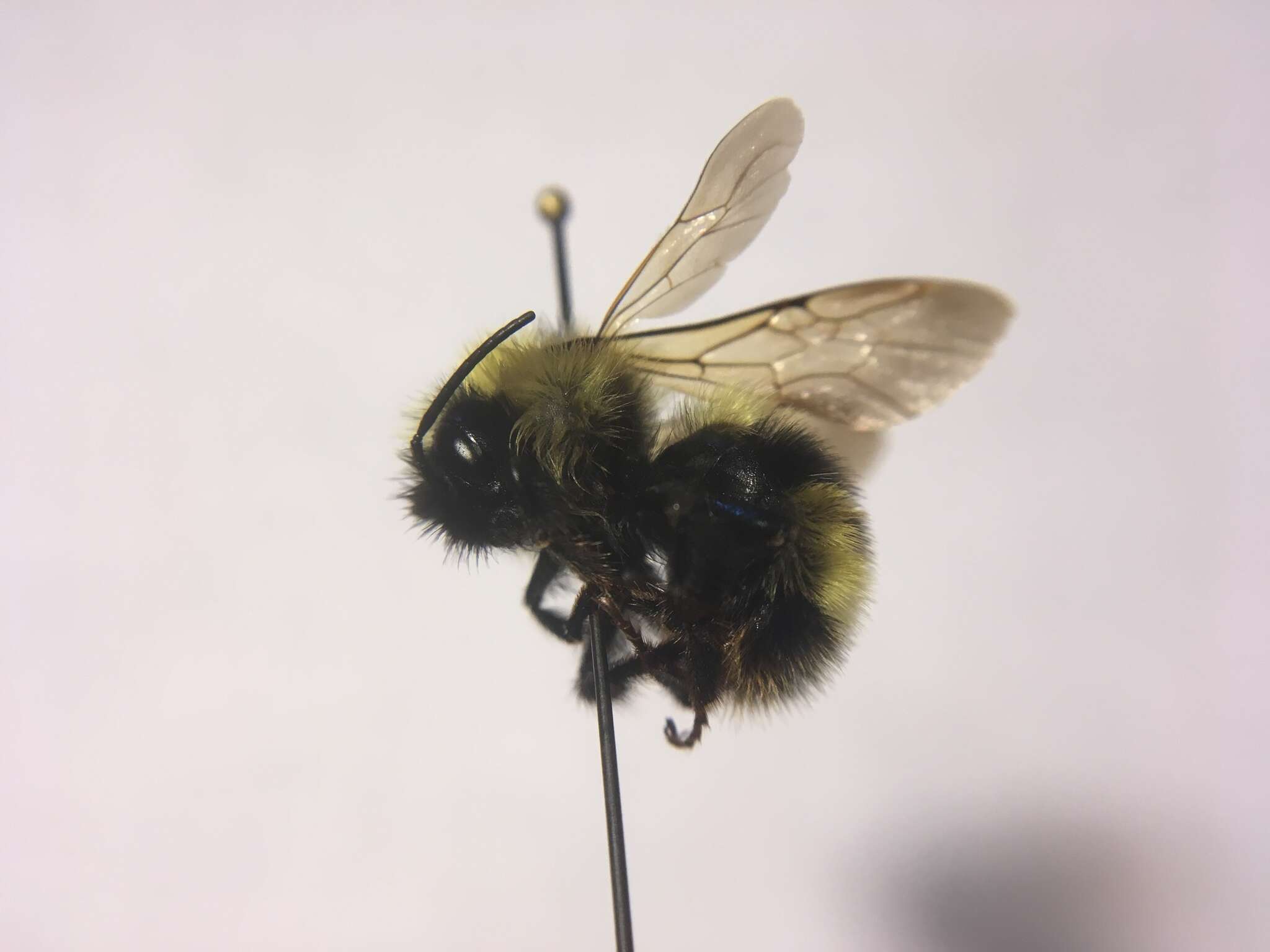 Imagem de Bombus flavidus Eversmann 1852