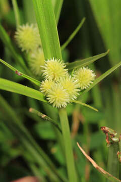 Image of globe flatsedge