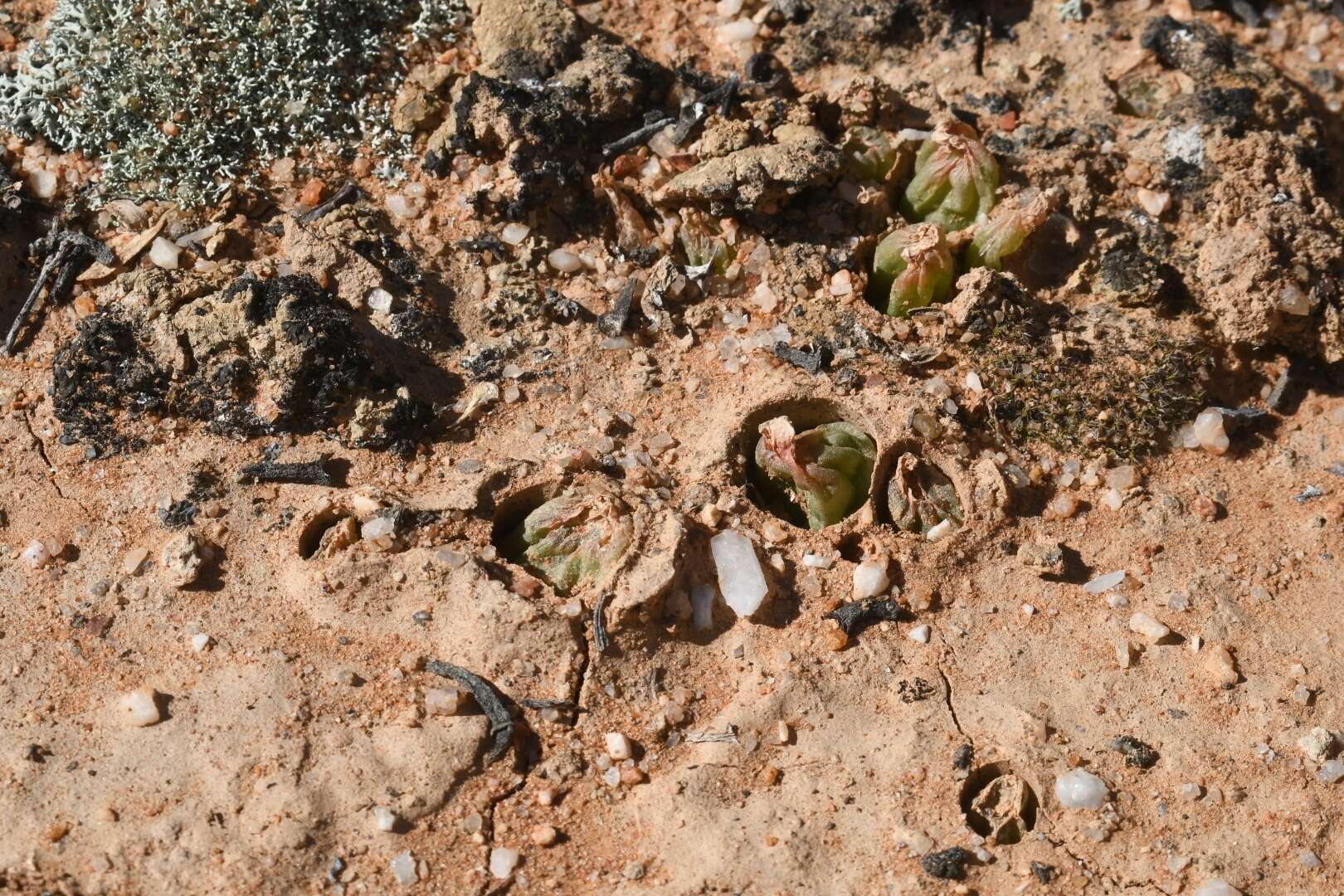 Image of Bulbine diphylla Schltr. ex Poelln.